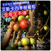 艾斯卡大果樹葡萄✅3-4年樹齡 各尺吋✅南北快速產果✅此品種一年生8次 樹苗 果苗 矮化果樹 矮生盆栽 矮化盆栽 水果苗