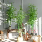 布拉格奇幻生活 免運 公司貨 仿真 仿真綠植文昌竹大型氧氣蕨類植物盆景假樹室內裝飾擺件落地造景 可開發票 全館五折 工廠現貨直銷 新品特價 BLGQHSH1225