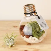 URBAN GREEN MAKERS - 02 透明燈泡/微造景玻璃套組 (燈泡/禮物套組/日本製)