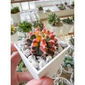 『Succulents』緋牡丹錦（出清）🌵