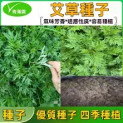 【精選種子】艾草種子 野生艾草種子 驅蚊艾草種子 盆栽庭院陽臺艾草種子