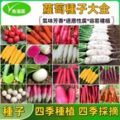 【蘿蔔種子】各種蘿蔔種子 迷你蘿蔔滿堂紅心裡美手指櫻桃胡蘿蔔拇指水果蘿蔔種子四季耐熱耐高溫甜脆多汁蔬菜種子