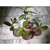 大葉欖仁樹苗 （種子）