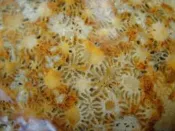 《紀老師的收藏》天然海洗玉化明顯彩色變形蟲菊花珊瑚玉1250公克→250-P71 ※天然玉石與生俱來--天然正能量!