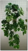 ◎花語人造花資材◎人造葉材＊裂葉蓬萊蕉(垂枝73葉)＊壁掛垂枝~園藝~會場景觀~景觀造景佈置