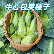 【牛心包菜種子】牛心菜籽 高麗菜種子 蔬菜種子 陽台盆栽 家庭菜園 新手推薦 四季可種 易栽培