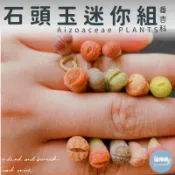 🌵✧植得栽✦【石頭玉迷你組】番杏科/石頭玉/屁屁玉/石頭花/Lithops/生石花屬/屁屁石頭玉/多肉植物/多肉/園藝
