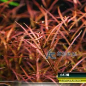 【AC草影】小紅莓【十株】紅色水草 小紅梅 主景草 紅草 水草造景 魚缸裝飾 紅水草 真水草 水生植物