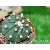 🍀【琉璃兜】1吋盆 | 仙人掌科星球屬 |療癒植物| Sa La Ma多肉植物
