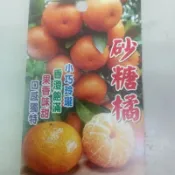 黃金砂糖橘苗 嫁接苗甜桔紅肉甜丁雞蛋丁無籽柳丁砂糖橘帝王柑茂谷碰柑