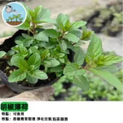 胡椒薄荷種子 食用薄荷 調味香草 泡茶驅蟲必備 廚房陽台盆栽 香草植物 清涼提神 好種易活 料理茶飲香料 可水耕
