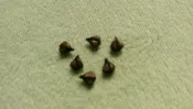 翅果鐵刀木/種子一粒一元(20粒)