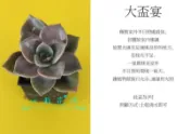 心栽花坊-大盃宴/3吋/多肉植物/小品/售價50特價40