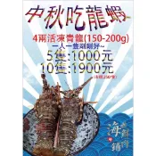 野生龍蝦 （200-300g) 活凍龍蝦 青龍 龍蝦 小龍蝦