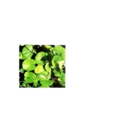 (店+)【蔬菜之家】00M08.馬蹄金金錢草種子1公斤有藥劑處理庭院、花圃、觀賞草坪草皮種子