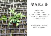 心栽花坊-蟹角鳳尾蕨/蟹腳鳳尾蕨/白玉鳳尾蕨/3吋/綠化植物/室內植物/觀葉植物/蕨類/售價60特價50