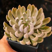 ❁採花❁ 聖卡洛斯x銀天女-多肉植物/療癒盆栽/園藝