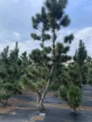 【盛宏園藝】三河黑松︱庭園黑松︱造型日本黑松E607 ︱頭徑10~25公分︱高度200公分~500公分 (請自取)