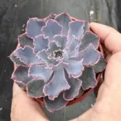 🍀沛宇多肉 / 晚霞之舞 🍀