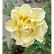 《桃樂斯農園》動力Dynamic玫瑰花苗扦插苗