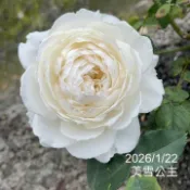 美雪公主 庭院豐花 瓶插切花 強香 整體耐熱 放養型推薦《四季有花玫瑰園》玫瑰苗 玫瑰盆栽 嫁接樹玫瑰 月季棒棒糖