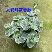 初花農場2店|常春藤/黃金常春藤/翠綠常春藤/月光常春藤/大麥町常春藤/天使之翼/天使物語｜月光/白雪姬|室內植物｜