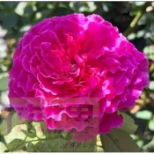 花花世界_玫瑰苗--草藥，amukan--中輪玫瑰/3.5吋黑軟盆/高10~30公分/MA