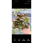 新草世界水草專賣店北美丁香