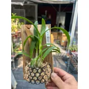 超優質杉木板植秋石斛蘭組，1組7板800