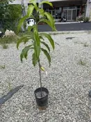 華順農園 |久蜜黃金果接苗 (大果品種) 水果苗