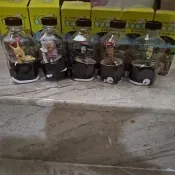 農埸物語 醜比頭小植栽 粉屁桃 好蘑菇  草斑精 小花頭  赤羽佛