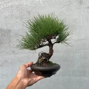小品盆栽-黑松 三河黑松 盆景 送禮