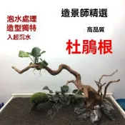 店鋪熱賣🔥 魚缸 水草缸造景 妖精森林景觀素材莫斯樹形純天然沉木杜鵑根樹枝魚缸造景 魚缸裝潢  台灣出貨