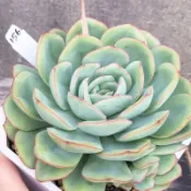 晨露 【EVA花園】0405更新 一物一拍 多肉植物 景天 平地露養 裸根寄出不含盆