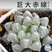 🌵✧植得栽✦【巨大赤線】百合科/玉露/阿福花科/十二卷/多肉植物/玉露錦/百合/植栽/多肉/十二之卷/園藝