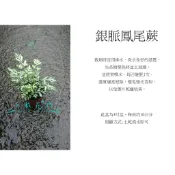 心栽花坊-銀脈鳳尾蕨/3吋/小品/蕨類/觀葉植物/綠化植物/特價60