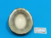 superlin30 a035-0101 龜甲笠螺 (70*58 mm)
