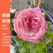 爬藤玫瑰 蔓性玫瑰 藤蔓 花牆 花拱門 各式蔓性玫瑰 7.80款 盆栽 綠植 植物 樹 ig 網紅 觀葉植物 玫瑰花