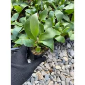 捲捲鹿2寸/FSQ鹿角蕨