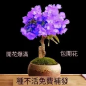 森禾|🌱🌱【櫻花種子】微型櫻花 四季開花 室內易活 辦公室內植物首選 陽台庭院綠植 盆栽櫻花種子包發芽 花卉種子