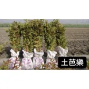 土芭樂/芭樂/永吉種苗園