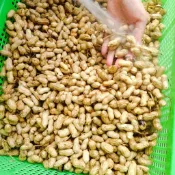 （全館799全家免運）【芳苑特產】NG水煮花生 300g/包｜台灣帶殼花生  冷凍水煮花生 泡茶點 團購下酒 瑕疵特賣