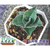 Q玉芙蓉虎尾蘭 1~3吋盆單株裸根中小苗 對生 另有M武士類 小武士 M3玫瑰武士 藍葉  厚葉虎尾蘭 花苗