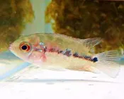 【成崧水族】花羅漢苗 仔魚 羅漢仔魚  大型魚