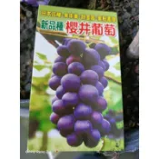 卉迎園藝 櫻井葡萄扦插苗 （爬藤類） 4吋盆 單價90元 超商一箱可裝6棵 宅配可裝12棵