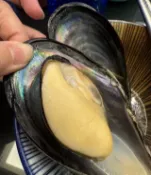 【HOTAI購】【極海鮮八號鋪】新鮮活體馬祖黑殼淡菜(黑殼貽貝)，5公斤裝