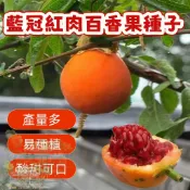 🔥藍冠紅肉百香果種子BXG-6 西番蓮種子 時計果、時鐘果Passion Fruit多汁可口,果實飽滿薄皮四季盆栽好養