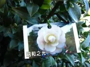 ╭＊田尾玫瑰園＊╯茶花-(昭和之光)-1尺盆高1米