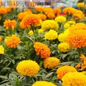 現貨 萬壽菊種子（250粒） 四季開花 發芽率高 易養活 菊花種子 花卉種子 耐寒耐熱 觀賞花卉 庭院陽台盆栽種 超低價