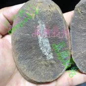 開運水晶 礦物3#晶體 美國進口天然對開樹葉化石 結核蕨類樹葉植物化石